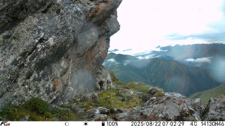 食物链搜捕！卧龙拍到雪豹追寻岩羊踪迹