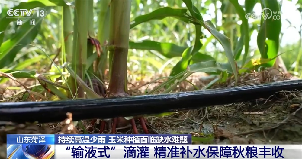 应急体系、“扁担公交”专线、“输液式”滴灌 来看应对高温“烤”验生动实践