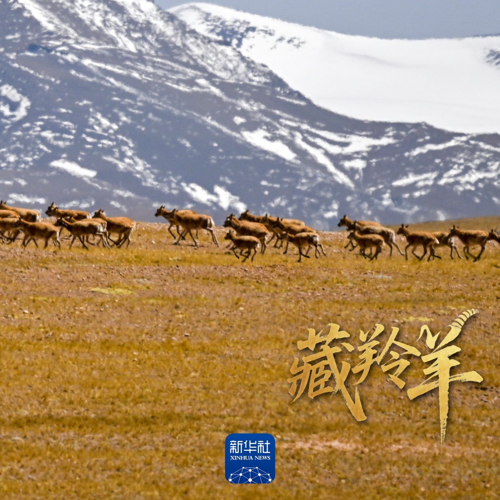 场面壮观！上万头藏羚羊结伴大迁徙