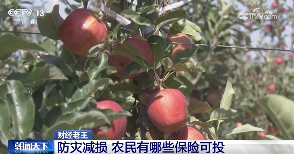 农业保险作为经济“减震器”效果显著 为灾后恢复生产添“底气” 农业保险作为经济“减震器”效果显著 为灾后恢复生产添“底气”