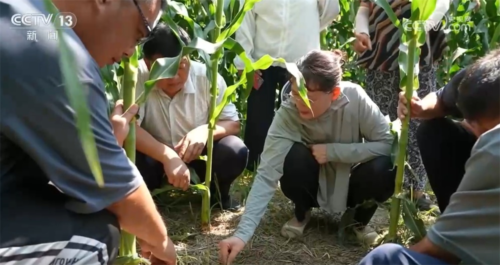 应急体系、“扁担公交”专线、“输液式”滴灌 来看应对高温“烤”验生动实践