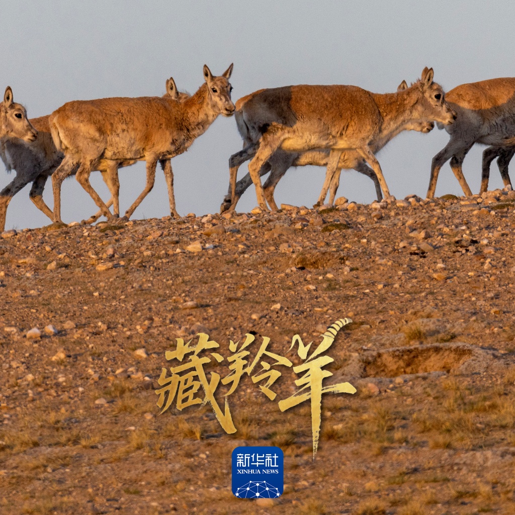 场面壮观！上万头藏羚羊结伴大迁徙