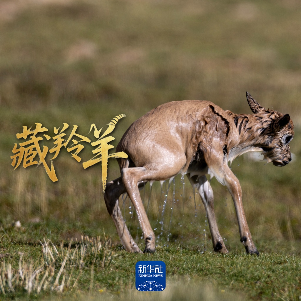 场面壮观！上万头藏羚羊结伴大迁徙