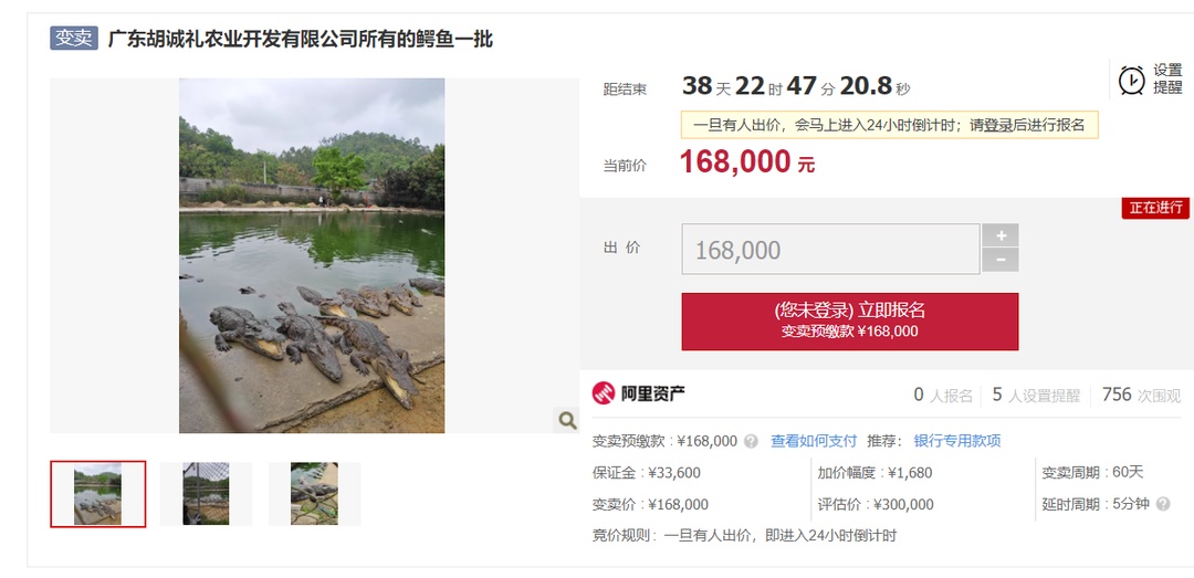 “鳄鱼女神”2500斤鳄鱼被拍卖，法院：需上门自提