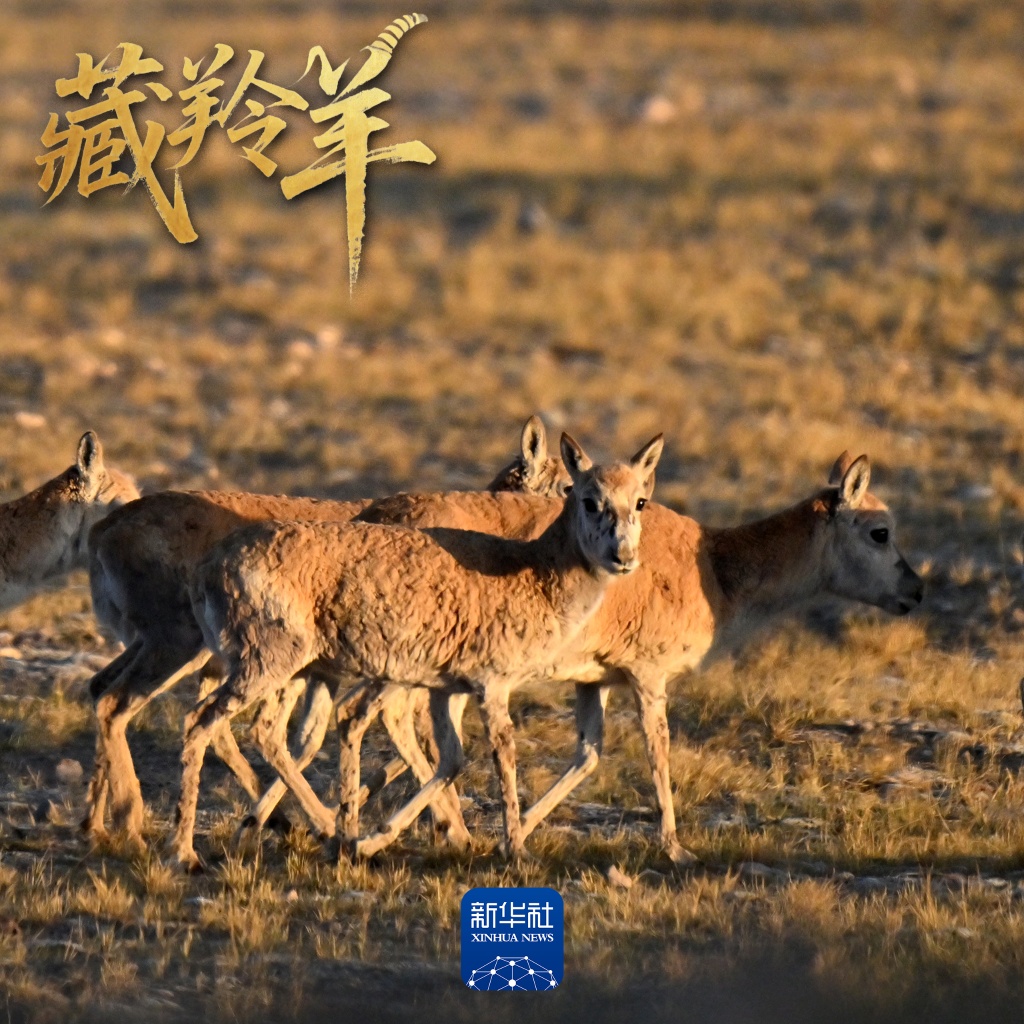 场面壮观！上万头藏羚羊结伴大迁徙