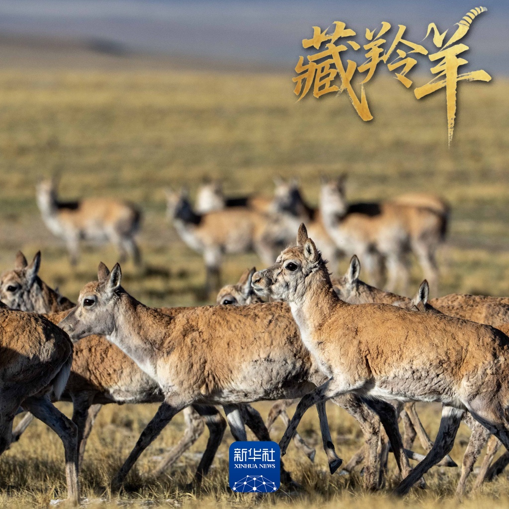 场面壮观！上万头藏羚羊结伴大迁徙