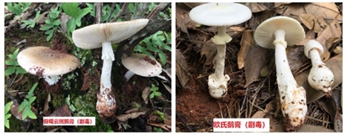 警惕！合肥已经发现