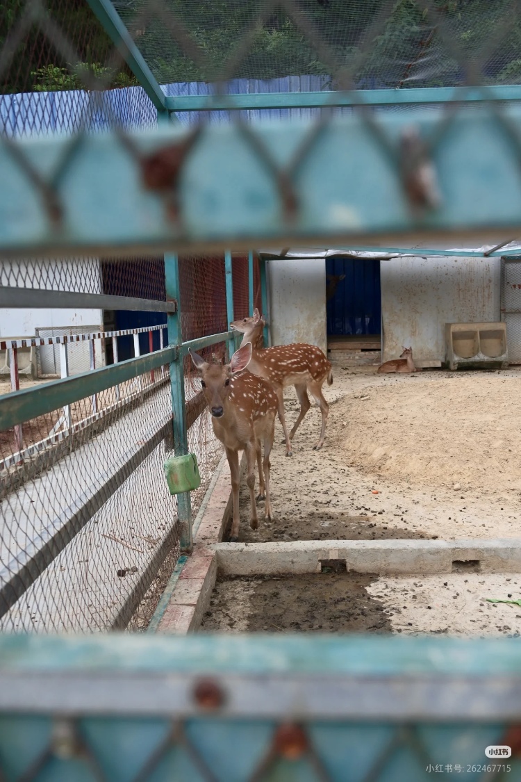 四川一停业景区部分动物有伤病？当地政府：动物系私人所有，请了人在喂