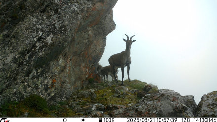 食物链搜捕！卧龙拍到雪豹追寻岩羊踪迹