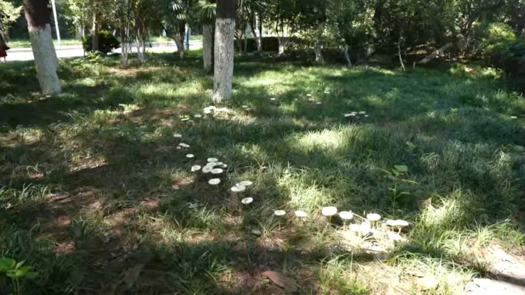 警惕！合肥已经发现