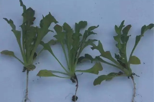 报告警察叔叔，发现大麻！