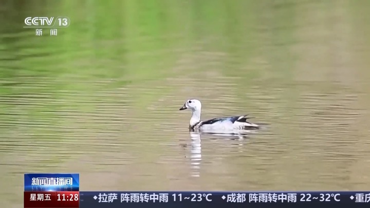 白鹇、金斑喙凤蝶、藏酋猴……看!神奇动物在武夷山 白鹇、金斑喙凤蝶、藏酋猴……看!神奇动物在武夷山