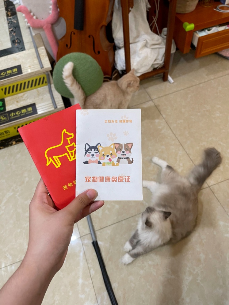 狗狗日薪可达200元！多地推出“宠物陪睡”，你能接受吗？