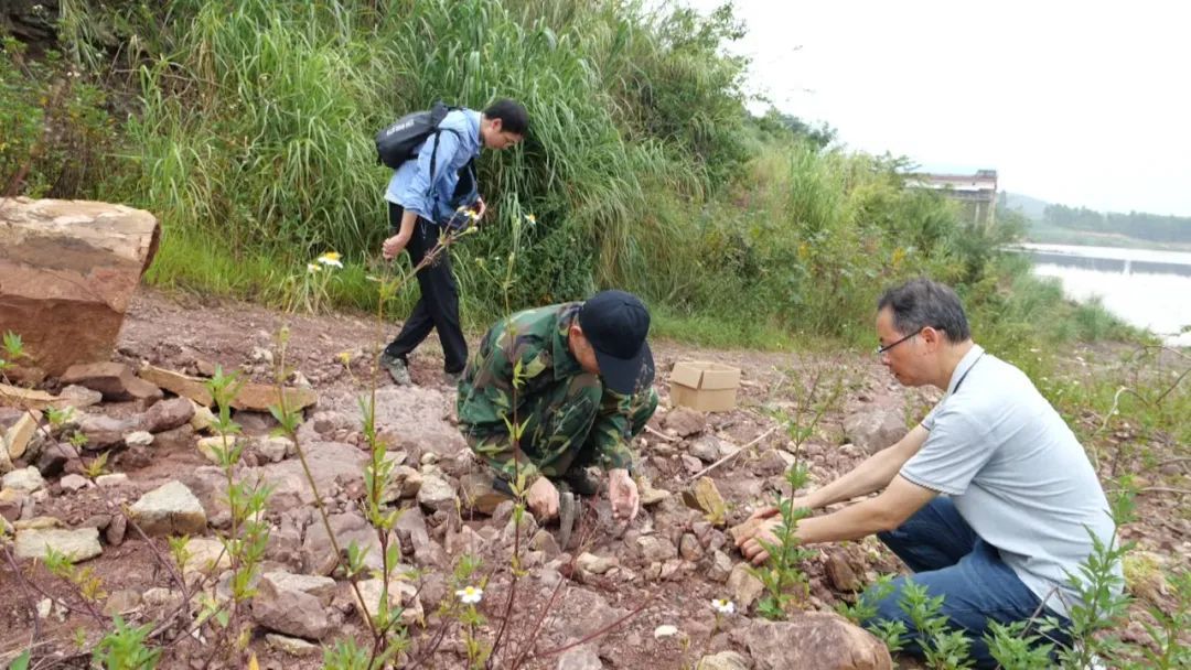 重大发现！广西发现全新属种的侏罗纪蜥脚类恐龙