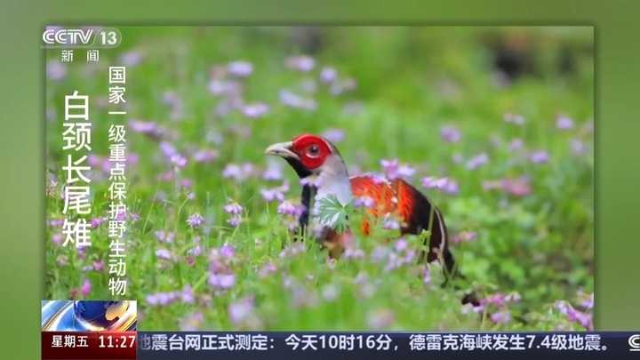 白鹇、金斑喙凤蝶、藏酋猴……看!神奇动物在武夷山 白鹇、金斑喙凤蝶、藏酋猴……看!神奇动物在武夷山