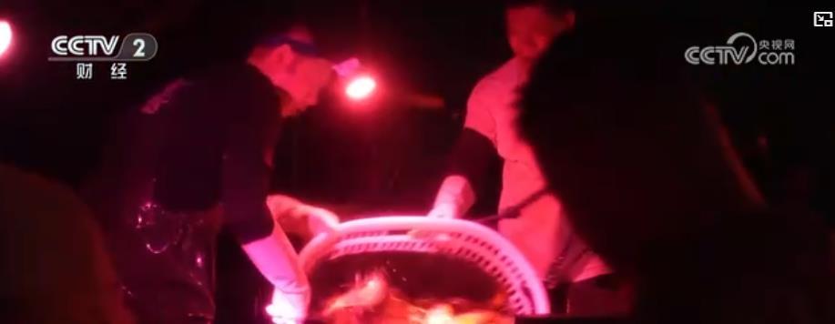 处暑夜捕迎鱼汛 万亩莲藕喜丰收：“水上经济”活力足