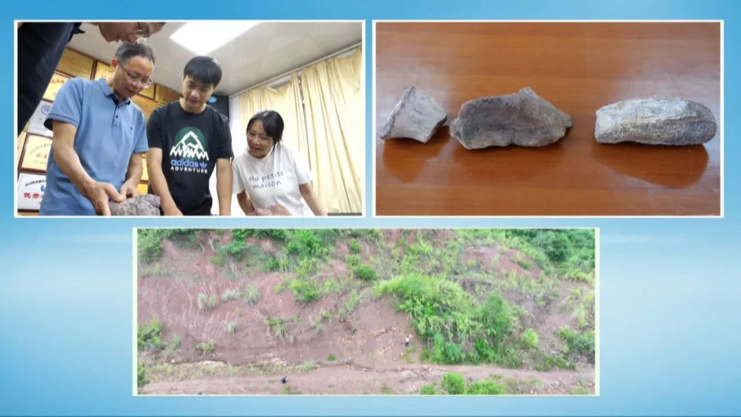 重大发现！广西发现全新属种的侏罗纪蜥脚类恐龙