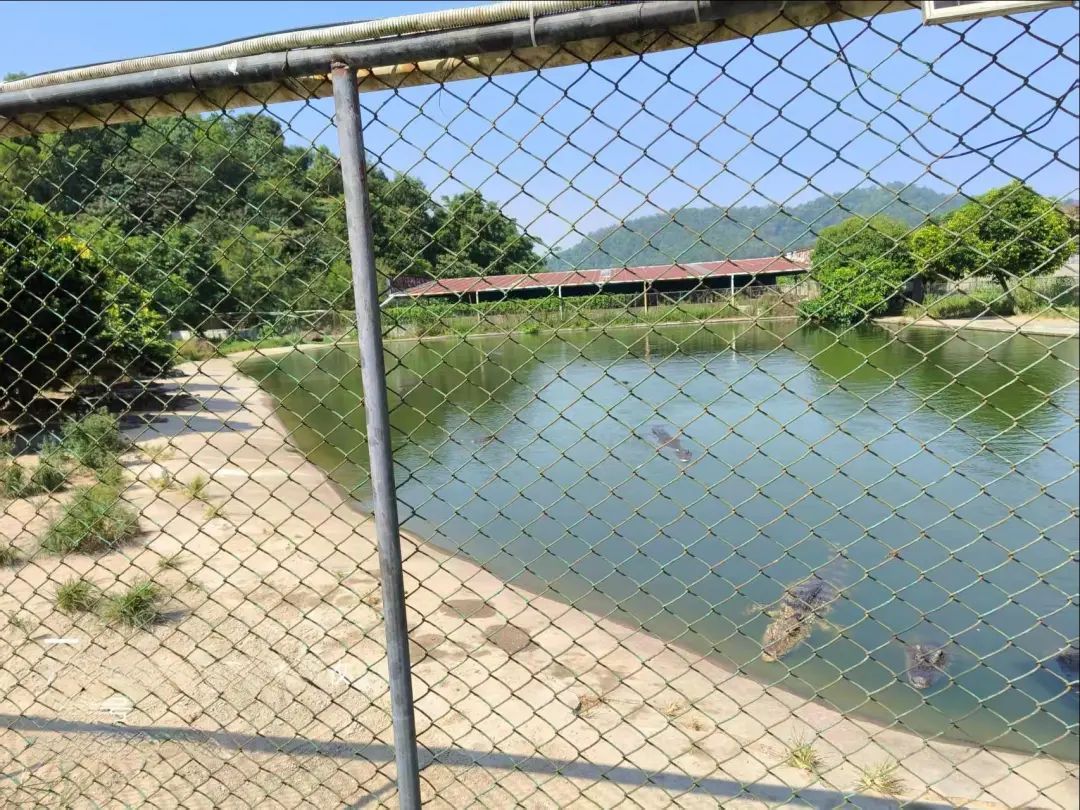 2500斤鳄鱼拍卖需“自行捕捞”？法院：特殊财产，有严格管理规定
