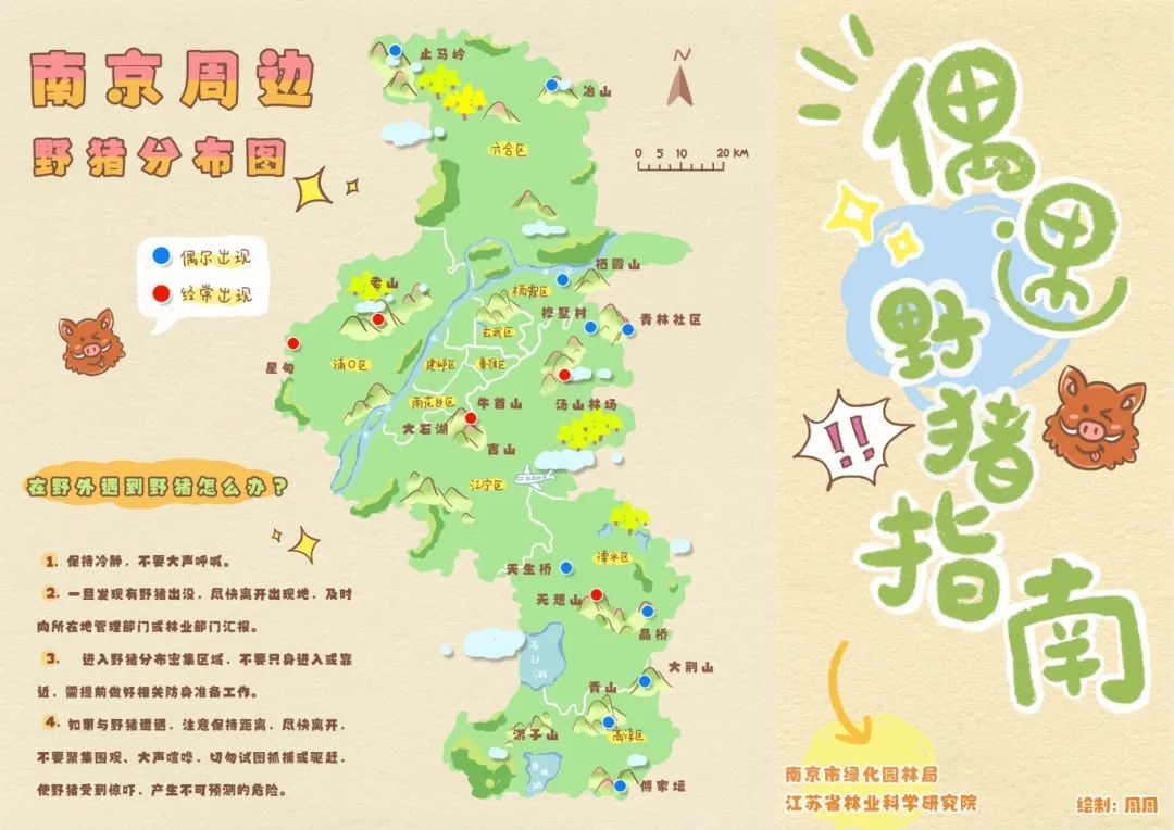 猛猪过江！还知道排队？