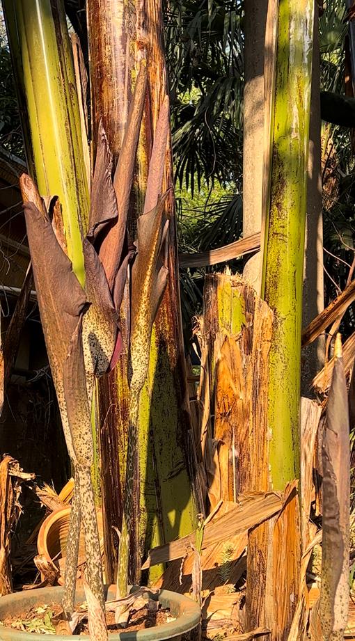 说出来你们可能不信,但魔芋其实是道荤菜 说出来你们可能不信,但魔芋其实是道荤菜