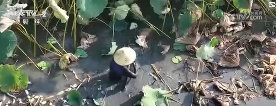 处暑夜捕迎鱼汛 万亩莲藕喜丰收：“水上经济”活力足