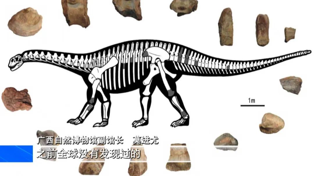 重大发现！广西发现全新属种的侏罗纪蜥脚类恐龙