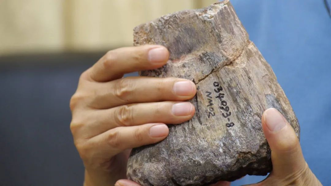 重大发现！广西发现全新属种的侏罗纪蜥脚类恐龙