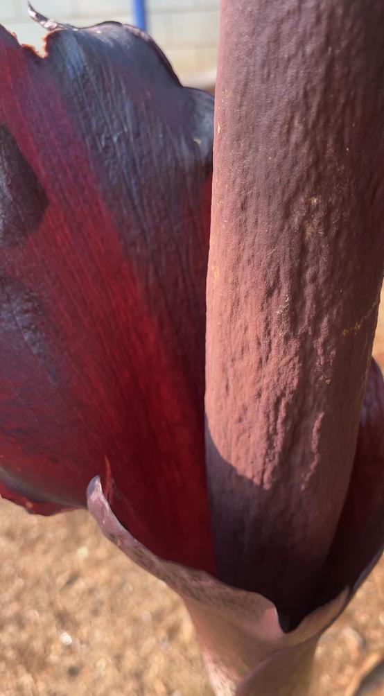 说出来你们可能不信,但魔芋其实是道荤菜 说出来你们可能不信,但魔芋其实是道荤菜