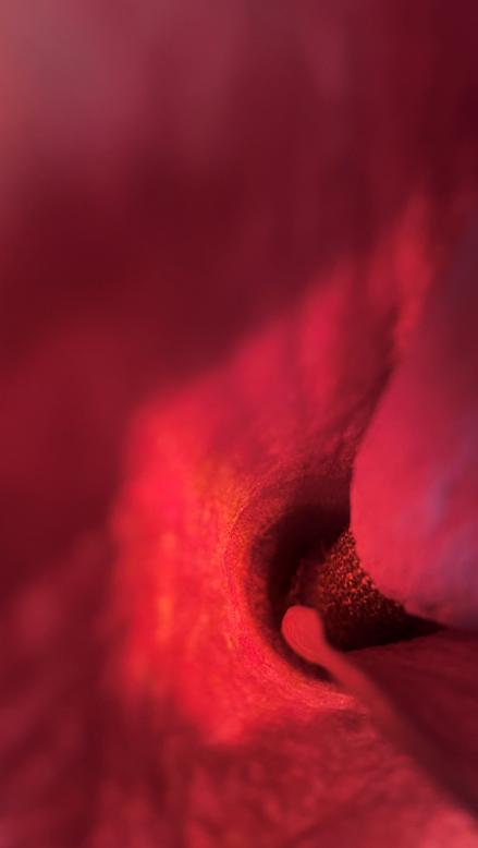 说出来你们可能不信,但魔芋其实是道荤菜 说出来你们可能不信,但魔芋其实是道荤菜