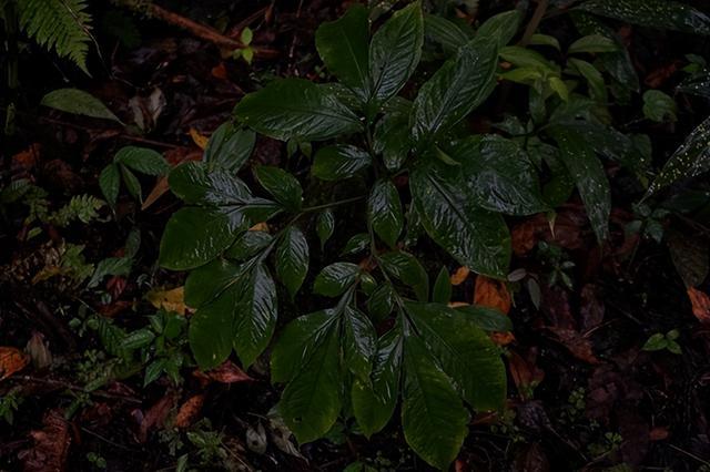 说出来你们可能不信,但魔芋其实是道荤菜 说出来你们可能不信,但魔芋其实是道荤菜