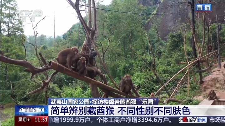 白鹇、金斑喙凤蝶、藏酋猴……看!神奇动物在武夷山 白鹇、金斑喙凤蝶、藏酋猴……看!神奇动物在武夷山