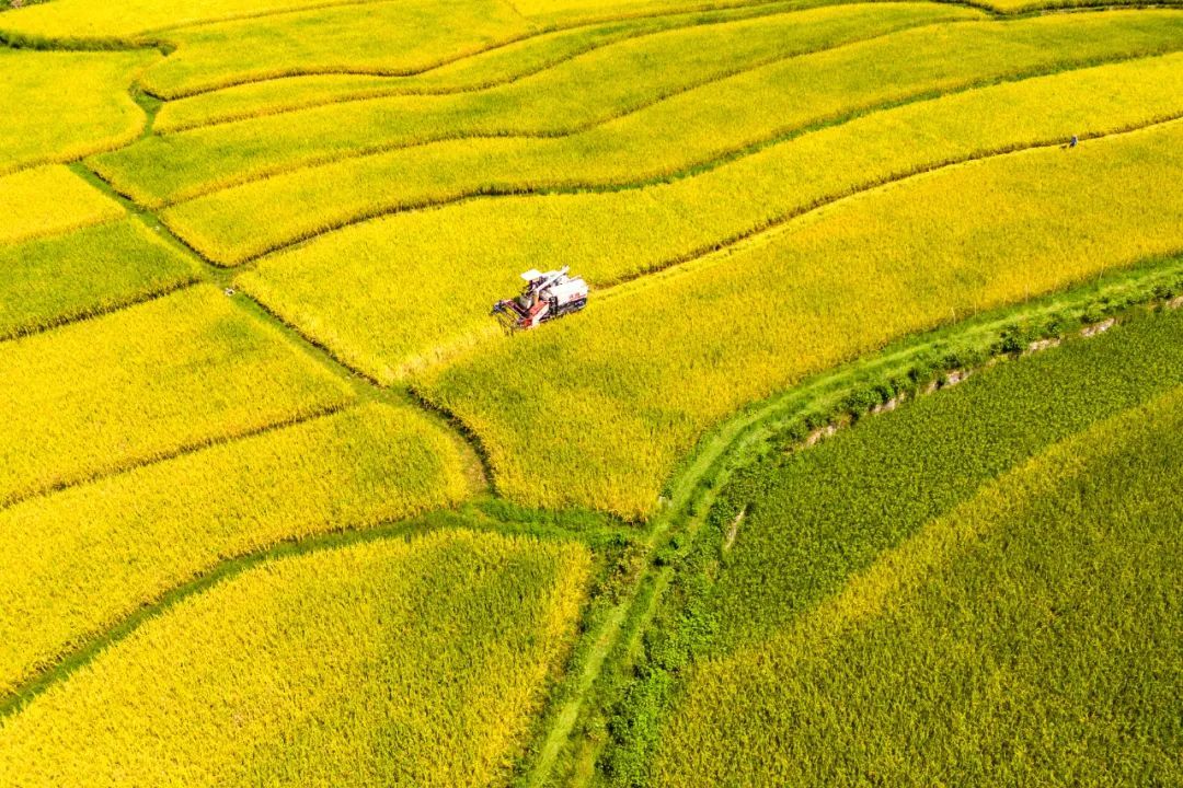 今起，宜慢跑，多喝水，少油腻！