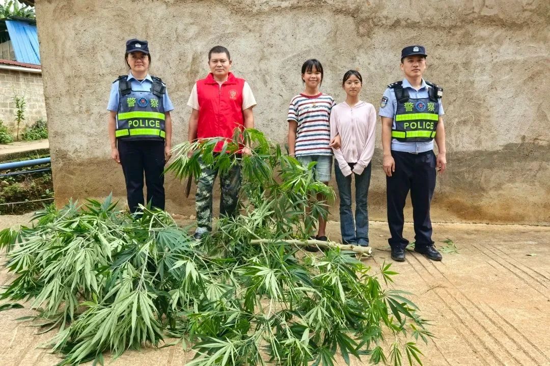 报告警察叔叔，发现大麻！