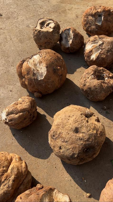 说出来你们可能不信,但魔芋其实是道荤菜 说出来你们可能不信,但魔芋其实是道荤菜