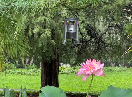 咬我的蚊子，是我自己养的？