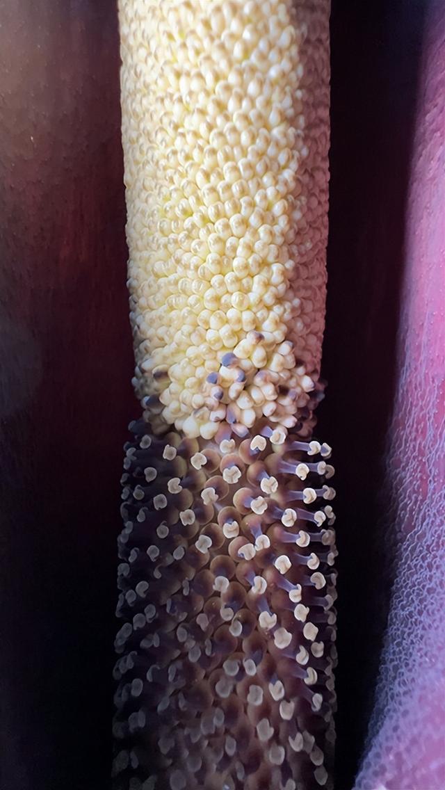 说出来你们可能不信,但魔芋其实是道荤菜 说出来你们可能不信,但魔芋其实是道荤菜