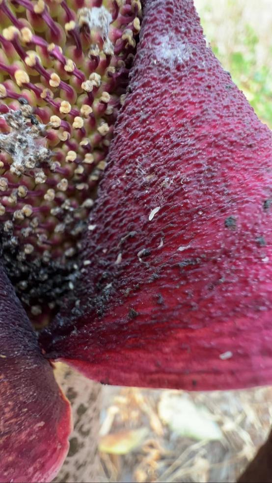 说出来你们可能不信,但魔芋其实是道荤菜 说出来你们可能不信,但魔芋其实是道荤菜