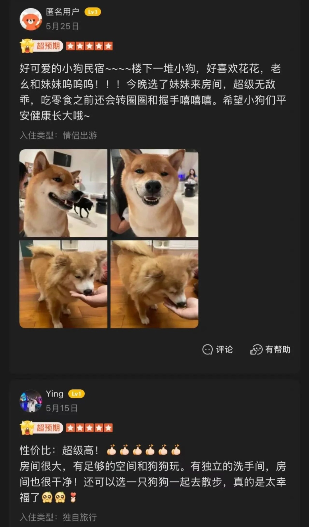 狗狗日薪可达200元！多地推出“宠物陪睡”，你能接受吗？