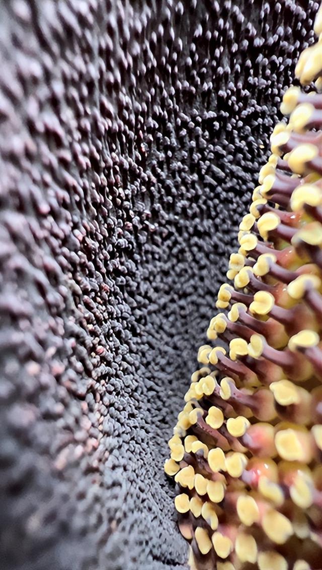 说出来你们可能不信,但魔芋其实是道荤菜 说出来你们可能不信,但魔芋其实是道荤菜