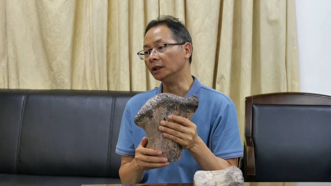 重大发现！广西发现全新属种的侏罗纪蜥脚类恐龙