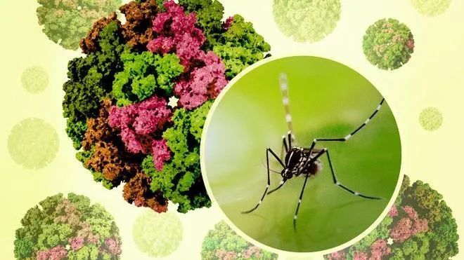 郑州疾控发布基孔肯雅热防控要点：清积水、灭蚊虫、防叮咬！