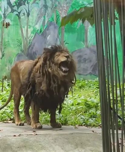 贵阳一动物园狮子不爱洗澡，酷似“乞丐”，园方：身体状况良好，后续会想办法解决