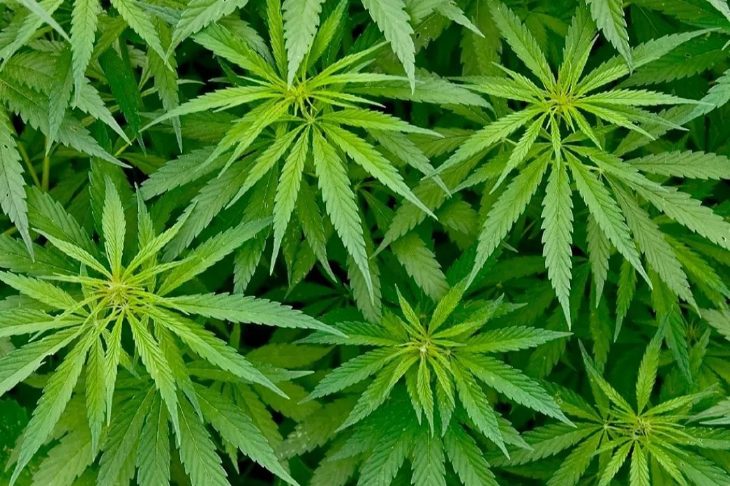 报告警察叔叔，发现大麻！