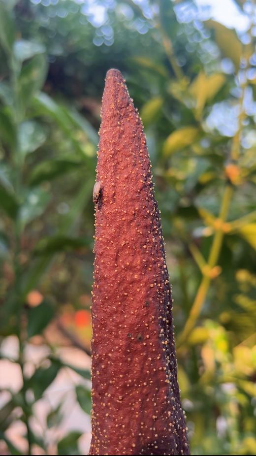 说出来你们可能不信,但魔芋其实是道荤菜 说出来你们可能不信,但魔芋其实是道荤菜