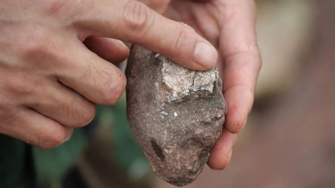 重大发现！广西发现全新属种的侏罗纪蜥脚类恐龙