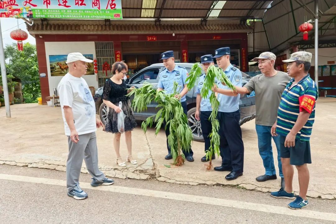 报告警察叔叔，发现大麻！