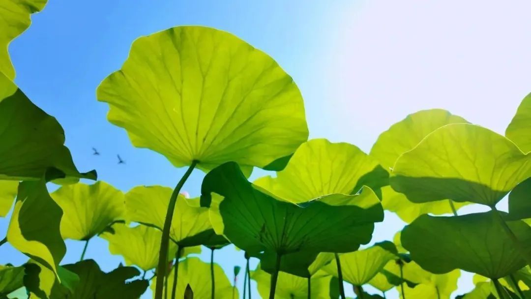 南京：39℃！雷雨！降温有消息了……