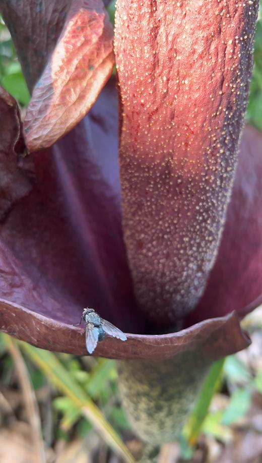说出来你们可能不信,但魔芋其实是道荤菜 说出来你们可能不信,但魔芋其实是道荤菜
