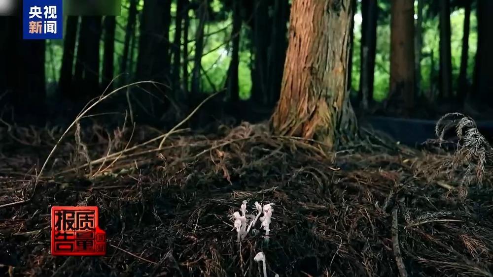 每周质量报告丨云南大理“采菌游”爆火 无序采摘已引发多起警情