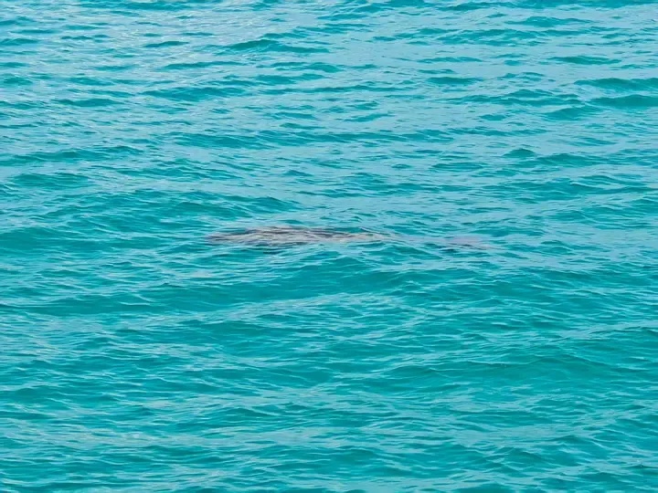 南沙群岛海域，惊现“美人鱼”！